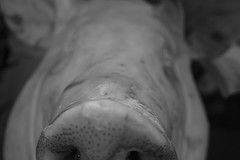 cerdo