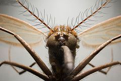 Mosquito por Sebastian Niedlich (Grabthar), en Flickr