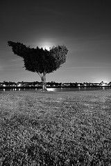 dreaming tree 2 por ben gwilliam, en Flickr
